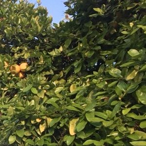 Meet your Posher, Maegan